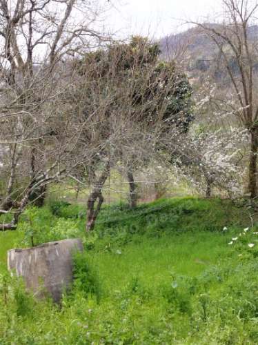 Quintinha com 2 hectares