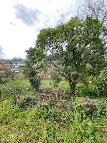 Quintinha com 2 hectares