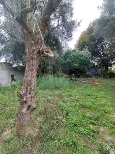 &#127969; Quinta Histórica de 1937 com 8.000 m² – Palmeira, Braga