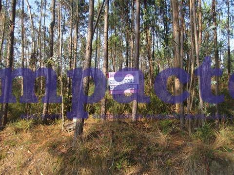 Terreno em Pigeiros, Santa Maria da Feira