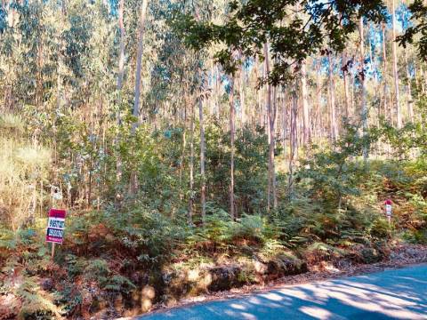 Terreno Florestal em Romariz, Santa Maria da Feira