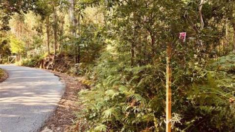 Terreno Florestal em Romariz, Santa Maria da Feira