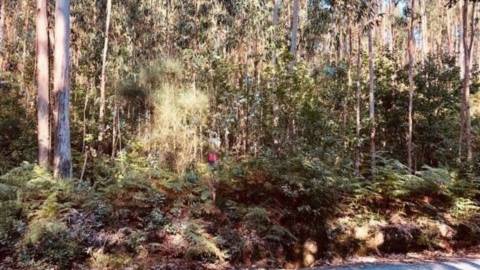 Terreno Florestal em Romariz, Santa Maria da Feira