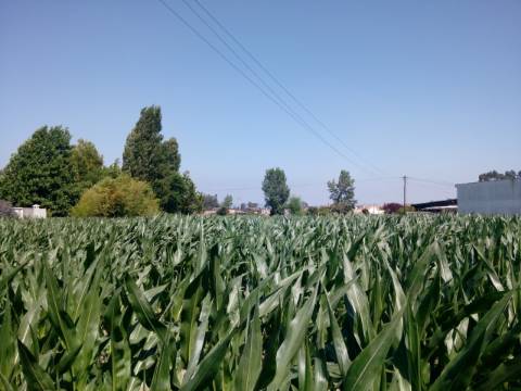 Terreno com viabilidade construtiva em Estarreja.