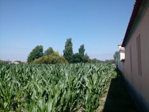 Terreno com viabilidade construtiva em Estarreja.