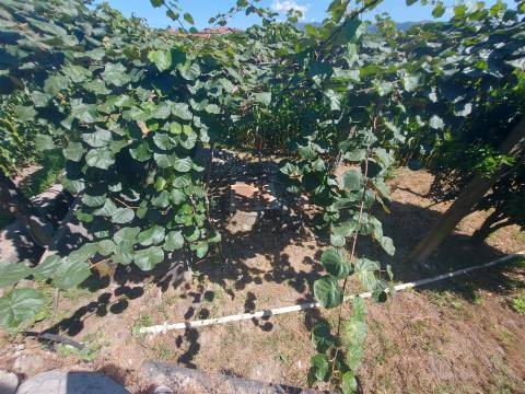 Terreno para construção em Mansores, Arouca.