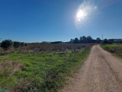 Venda judicial de terreno rústico em Cabanas de Torres, Alenquer