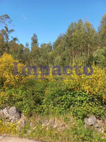 Terreno Rústico, Pinhal