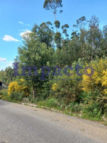 Terreno Rústico, Pinhal