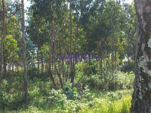 Terreno Urbano em Escariz, Arouca