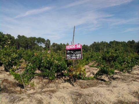 Terreno para construção em Campina, Penalva do Castelo