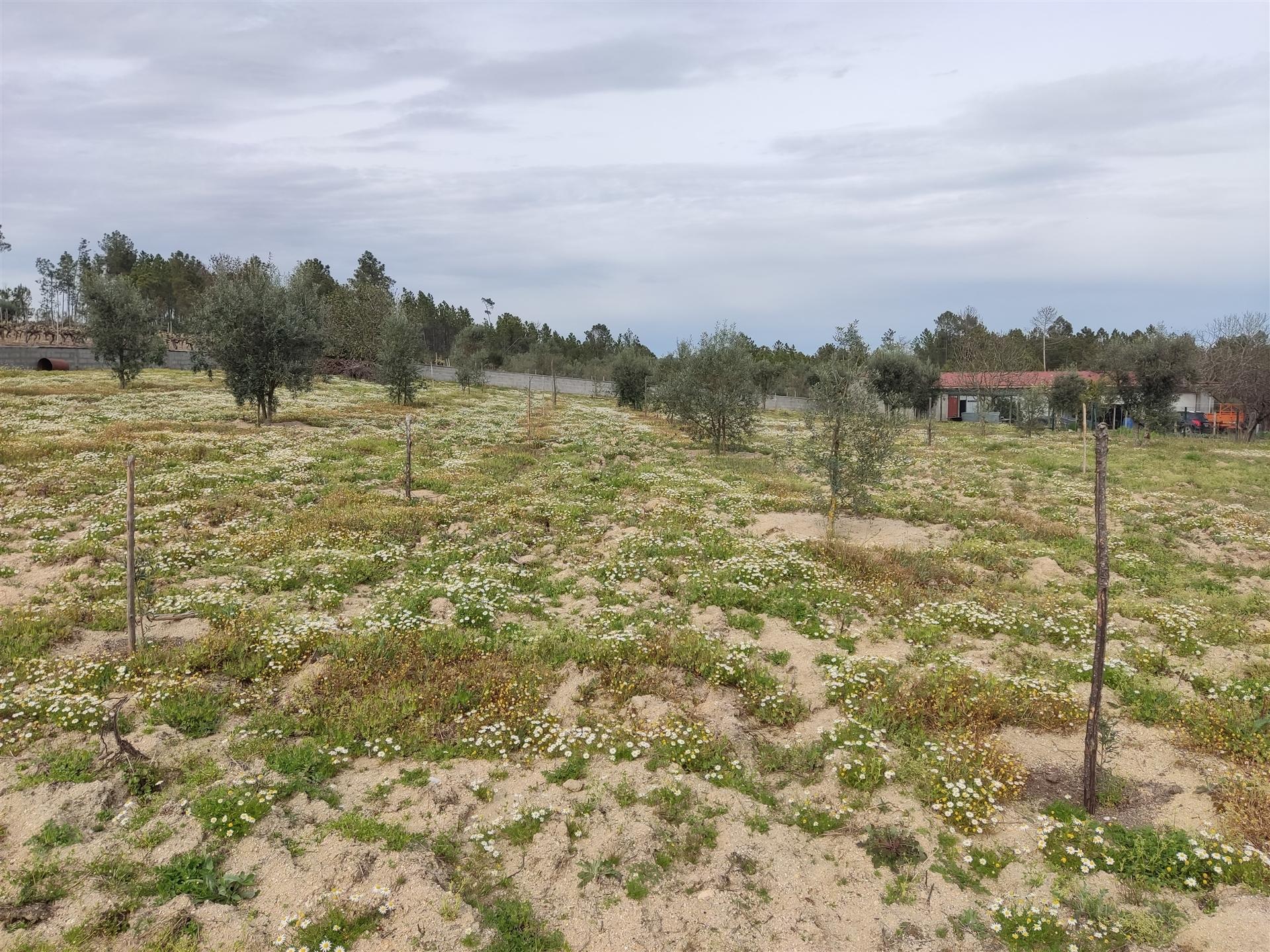 Terreno para construção em Campina, Penalva do Castelo