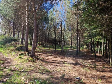 Quinta com 2ha em Fornos de Algodres