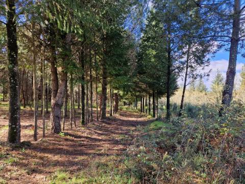 Quinta com 2ha em Fornos de Algodres