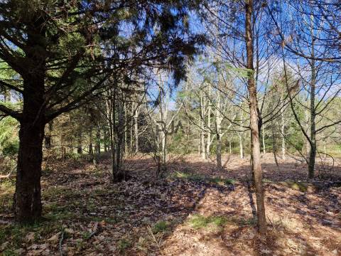 Quinta com 2ha em Fornos de Algodres