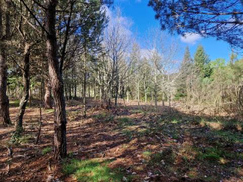 Quinta com 2ha em Fornos de Algodres