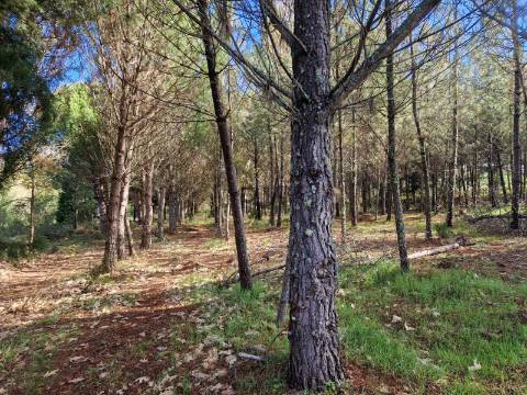 Quinta com 2ha em Fornos de Algodres
