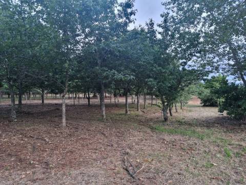 Quinta com 2ha em Fornos de Algodres