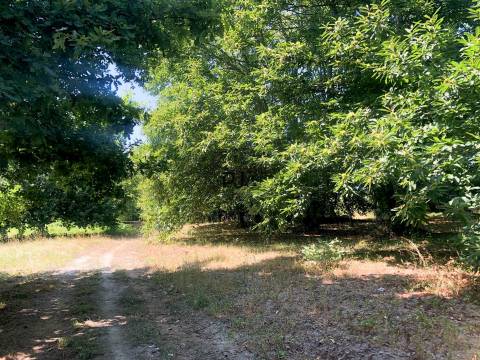 Terreno para construção de prédio, centro da cidade de Mangualde