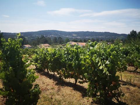 Quinta Agrícola em Campina, Penalva do Castelo