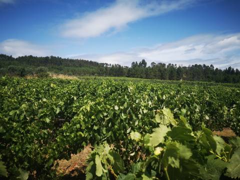 Quinta Agrícola em Campina, Penalva do Castelo