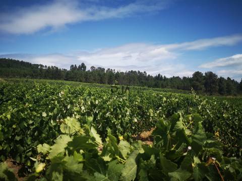 Quinta Agrícola em Campina, Penalva do Castelo