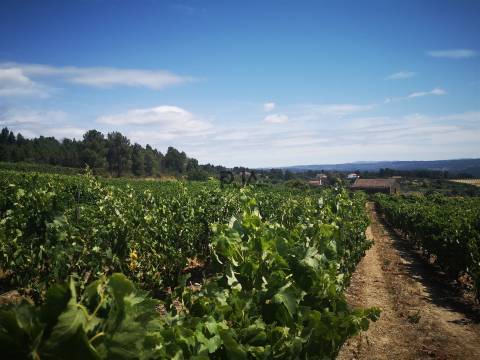 Quinta Agrícola em Campina, Penalva do Castelo