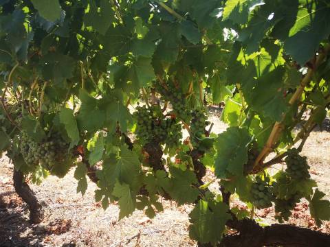 Quinta Agrícola em Campina, Penalva do Castelo