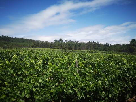Quinta Agrícola em Campina, Penalva do Castelo