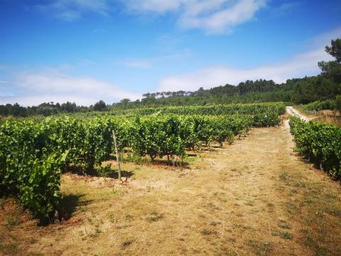 Quinta Agrícola em Campina, Penalva do Castelo