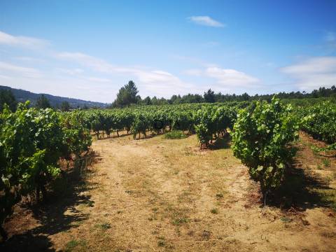 Quinta Agrícola em Campina, Penalva do Castelo