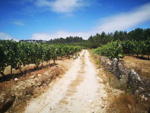 Quinta Agrícola em Campina, Penalva do Castelo