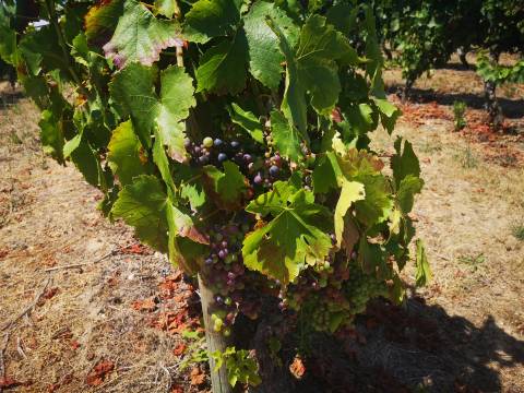 Quinta Agrícola em Campina, Penalva do Castelo