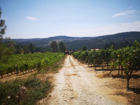 Quinta Agrícola em Campina, Penalva do Castelo