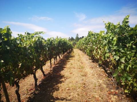 Quinta Agrícola em Campina, Penalva do Castelo