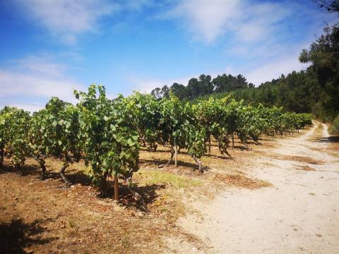 Quinta Agrícola em Campina, Penalva do Castelo