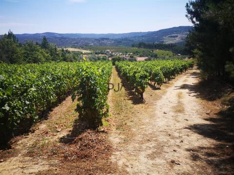 Quinta Agrícola em Campina, Penalva do Castelo