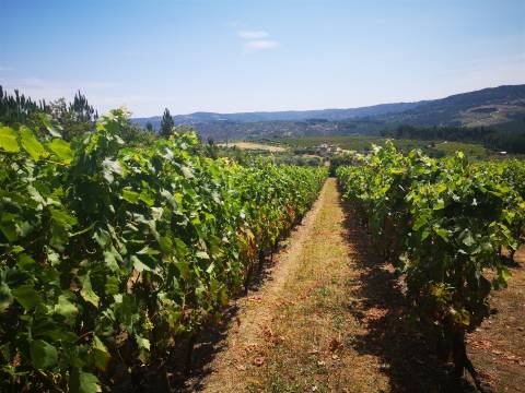 Quinta Agrícola em Campina, Penalva do Castelo