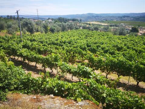 Quinta Agrícola em Campina, Penalva do Castelo
