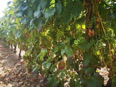 Quinta Agrícola em Campina, Penalva do Castelo