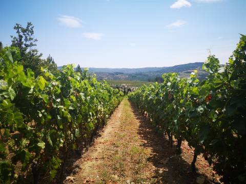 Quinta Agrícola em Campina, Penalva do Castelo