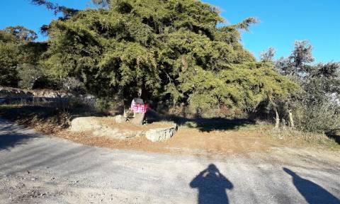 Terreno com viabilidade construtiva em Fornos de Algodres