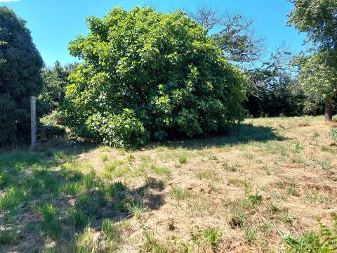 Quinta com Moradia em Rio de Moinhos