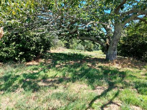 Quinta com Moradia em Rio de Moinhos