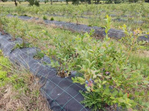 Quinta com 3h em Quintela de Azurara, Mangualde