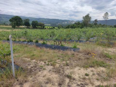 Quinta com 3h em Quintela de Azurara, Mangualde