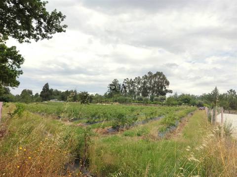 Quinta com 3h em Quintela de Azurara, Mangualde