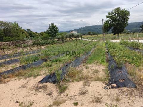 Quinta com 3h em Quintela de Azurara, Mangualde