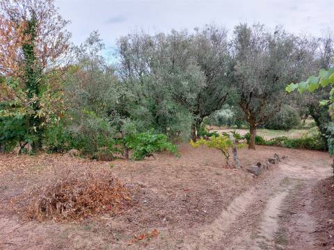 Moradia T2 em Nesperereira