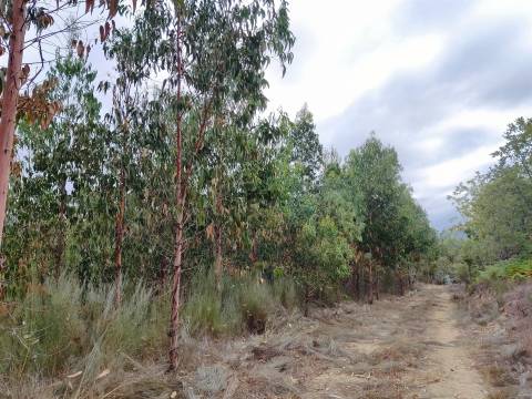 Quinta com 8ha em Penalva do Castelo